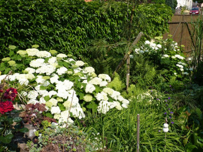 2016-06-25 Hydrangea arborescens 'Annabelle' 2.jpg