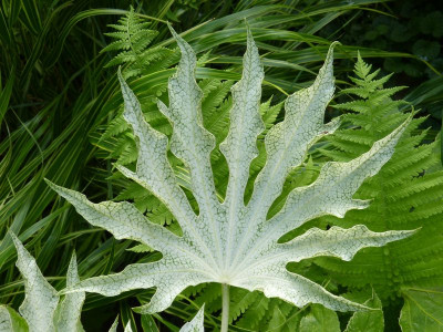 2016-06-24 Fatsia japinica 'Spiders Web' 2.jpg