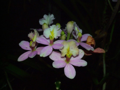 Epidendrum_06.jpg
