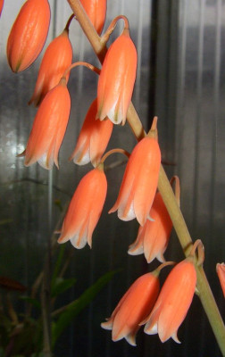 Aloe_bellatula.jpg