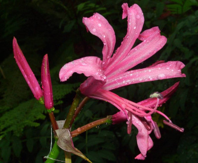 Nerine_bowdenii_06.jpg