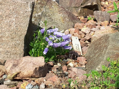 Campanula zoysii.jpg