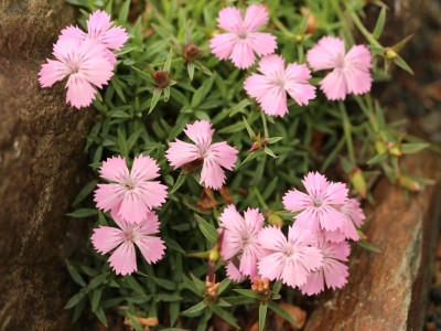 Dianthus haematocalyx ssp. haematocalyx.png