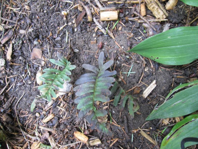 PolypodiumVulgare2.jpg