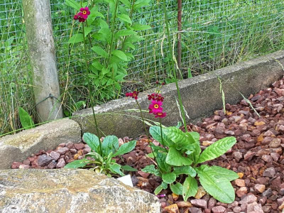 Primula anisodona.jpg