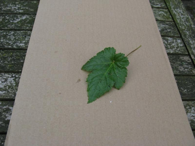 03 Astilbe simplicifolia.jpg
