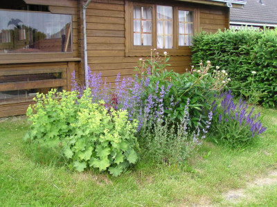 Garten20140601 014.JPG