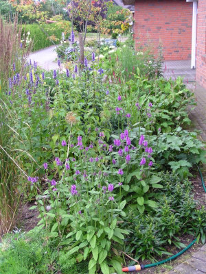 Vorgarten20140708 005.JPG