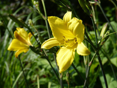 2016-06-25 Hemerocallis 'Corky'.jpg