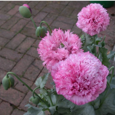 Papaver_somniferum_rosa_gefullt0011.jpg