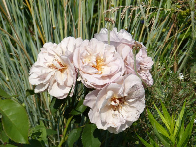 2016-06-25 Rosen 'Laika'.jpg