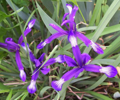 AprilMai 12 117 Iris sintenisii.jpg