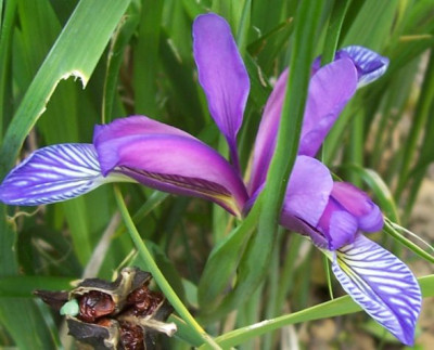 000_2657 Iris Graminea.jpg