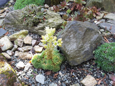 Prometheum chrysanthum ssp.chrysanthum.jpg