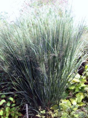 Panicum_virgatum_Northwind_3573_r12.jpg