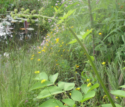 Aralie-Blüte-260616.jpg
