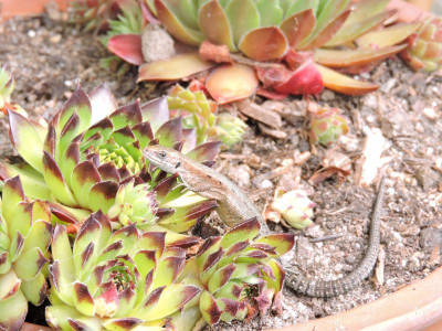 DSCN4989.JPG