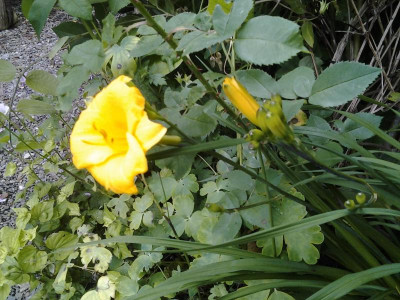 Hemerocallis Pizza.jpg