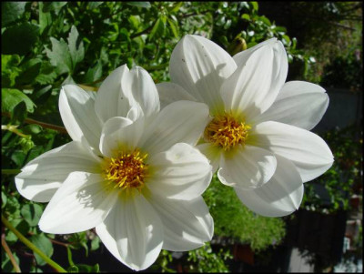 Dahlia.jpg