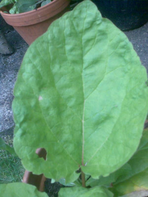 Sämling_Blatt _ca 20cm_Länge.jpg
