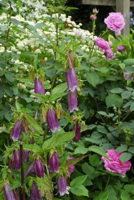 Campanula_Punctata_mit_Rose.jpg.jpg