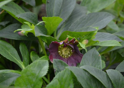 Helleborus-schwarz.16-1.jpg