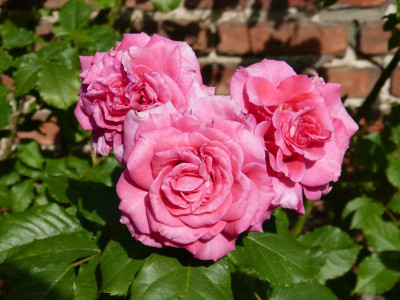 2016-06-26 Rosen 'Wiesenburger Parkprinzesschen' 1.jpg