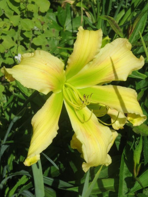 Magic of Oz_3724.jpg