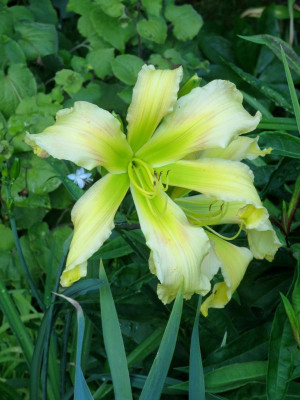 Magic of Oz_3739.jpg