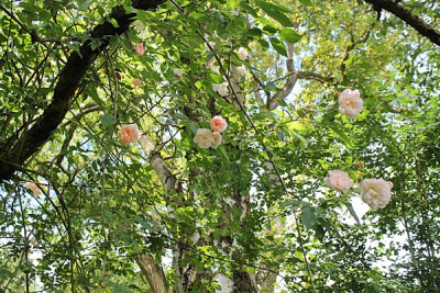 Rose Treasure Trove1.JPG