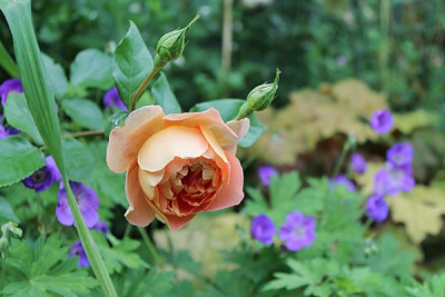 Rose Pat Austin.JPG