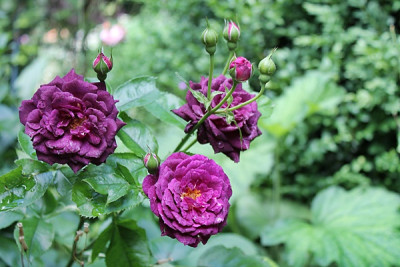 Rose Ebb Tide.JPG