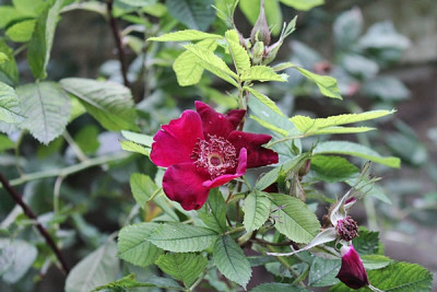 Rose Basye´s Purple Rose.JPG