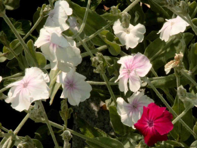 Lychnis_coronaria_mix.jpg