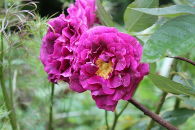 Rose Blue Boy Kordes.JPG