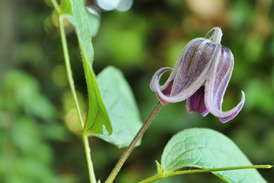 Clematis fusca var. violacea.JPG