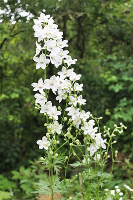 Delphinium belladonna 'Casa Blanca'.JPG