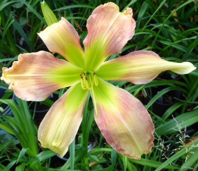 Magic of OZ 2016.jpg