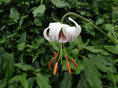 Lilium taliense  June 2016.JPG