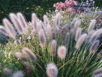 pennisetum.jpg