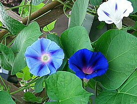 C.tricolor2.jpg