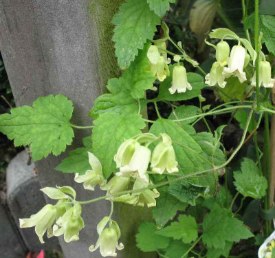 4.10.06._Clematis_rehderiana_012.JPG