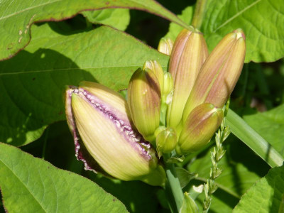2016-06-27 Hemerocallis 'Strutter's Ball' 1.jpg