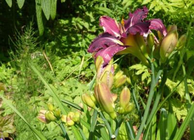2016-06-27 Hemerocallis 'Strutter's Ball' 2.jpg