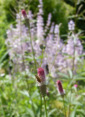 2016-06-27 Sanguisorba.jpg