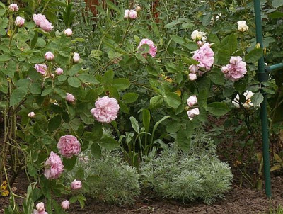 Salet_mit_Artemisia.jpg