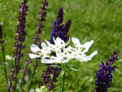 2016-06-27 Orlaya grandiflora 3.jpg