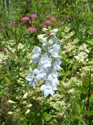 2016-06-26 Delphinium 'Sopran'.jpg