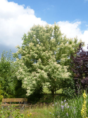 2016-06-27 Acer negundo 'Flamingo'.jpg