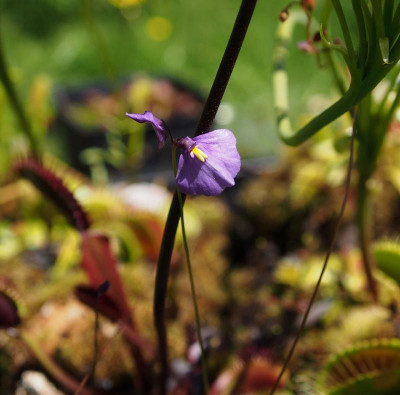 Utricularia dichotoma Falls Creek Alpine Form.jpg